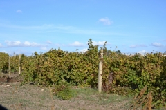 Marsala