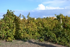 Marsala