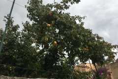Marsala