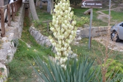 segeste-2